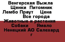 Венгерская Выжла. Щенки. Питомник Лембо Праут. › Цена ­ 35 000 - Все города Животные и растения » Собаки   . Ямало-Ненецкий АО,Салехард г.